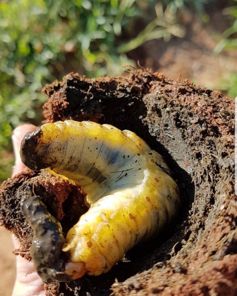 scarab beetle larvae