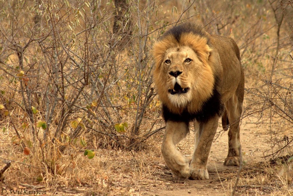 An Incredible Fight of Dominance Over Food Among the Lions, Lionesses and Cubs