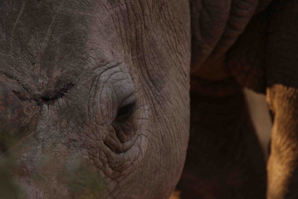 Amazing Rhino Moments on the Ranger Cam