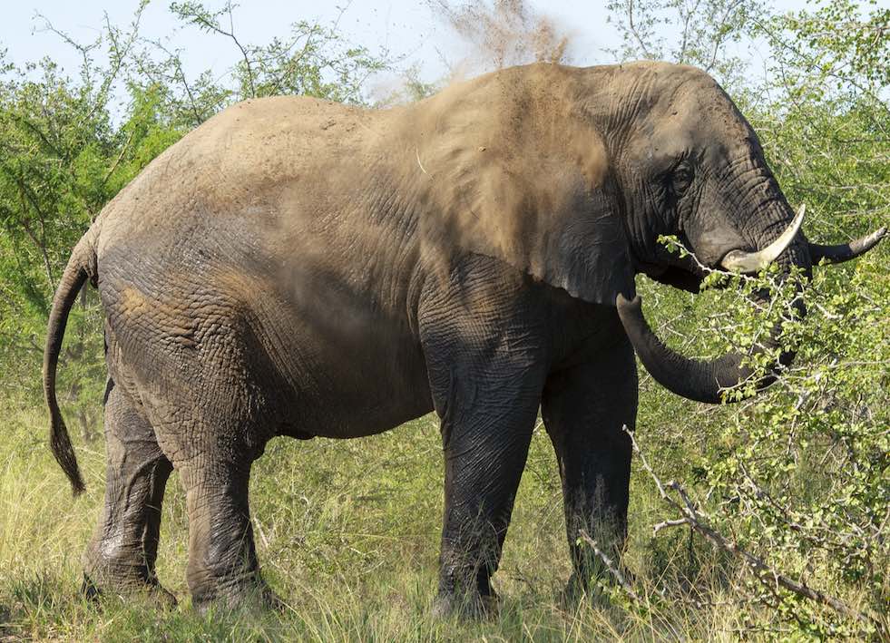 Sebakwe, a noble and distinguished “gentle giant” | Jabulani