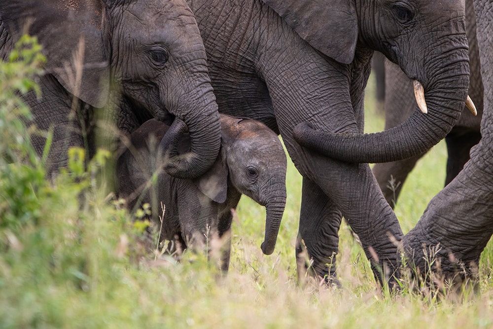 Wild Elephant Moments at Jabulani