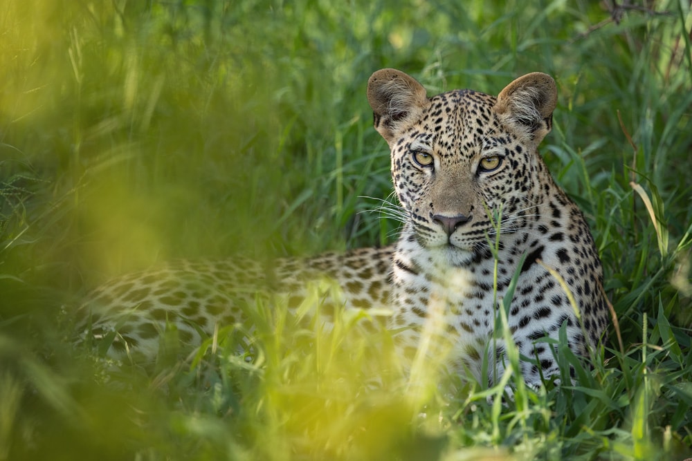 Tracking Leopards for Long-Lasting Conservation