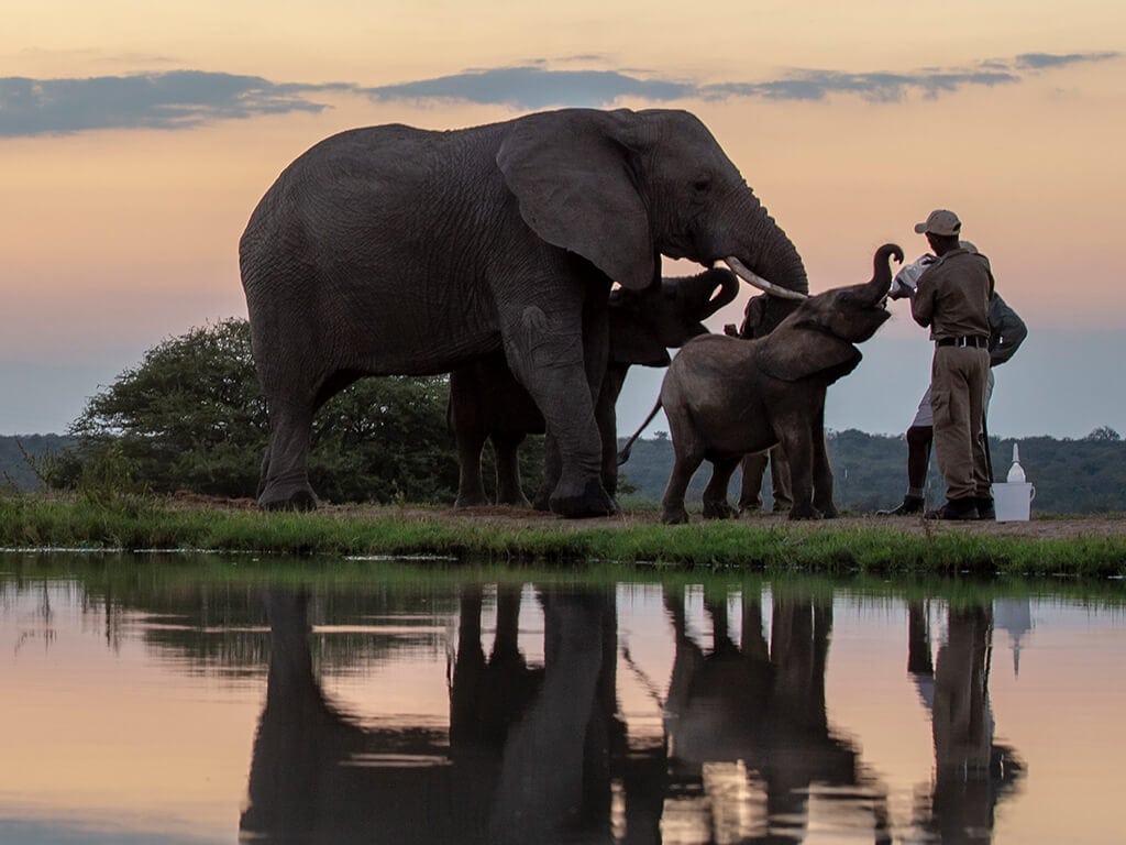 2019-jabulani-elephant-conservation-1
