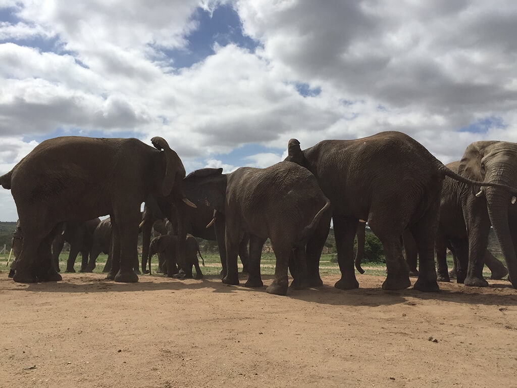 2019-jabulani-elephant-conservation-4