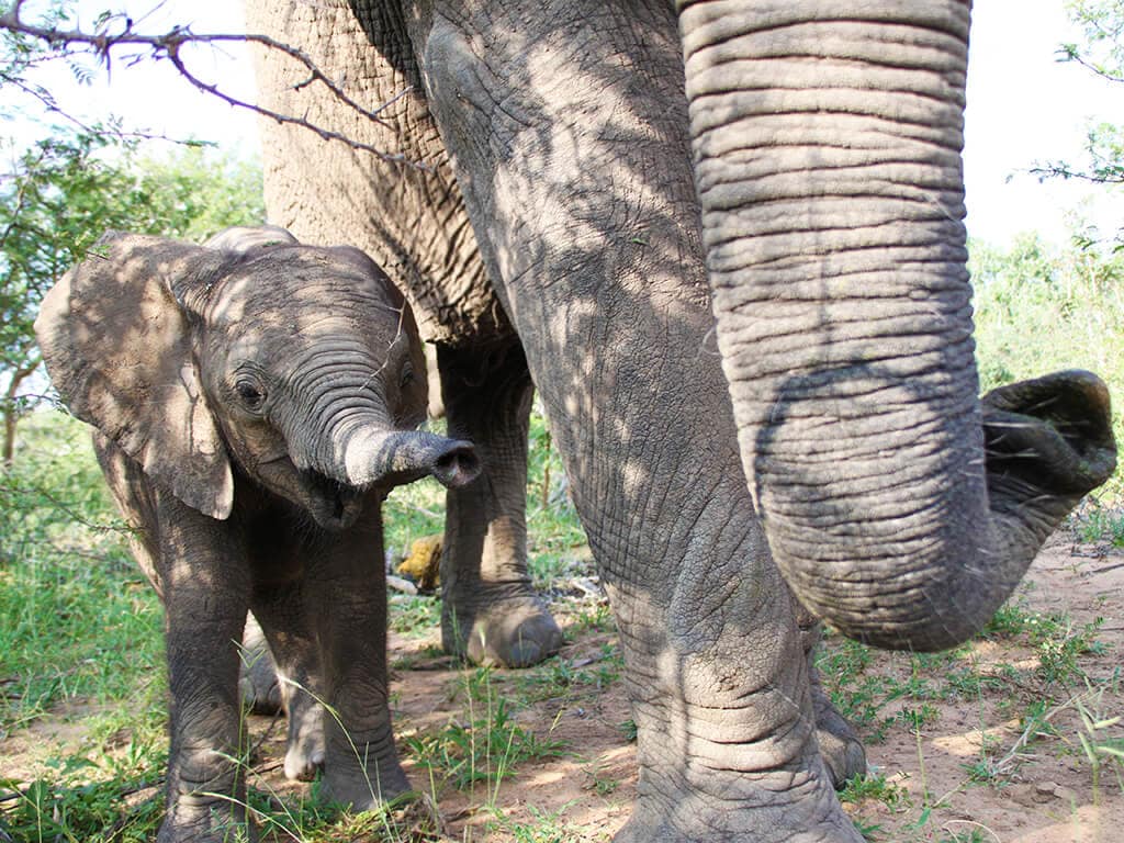 2019-jabulani-elephant-conservation-5