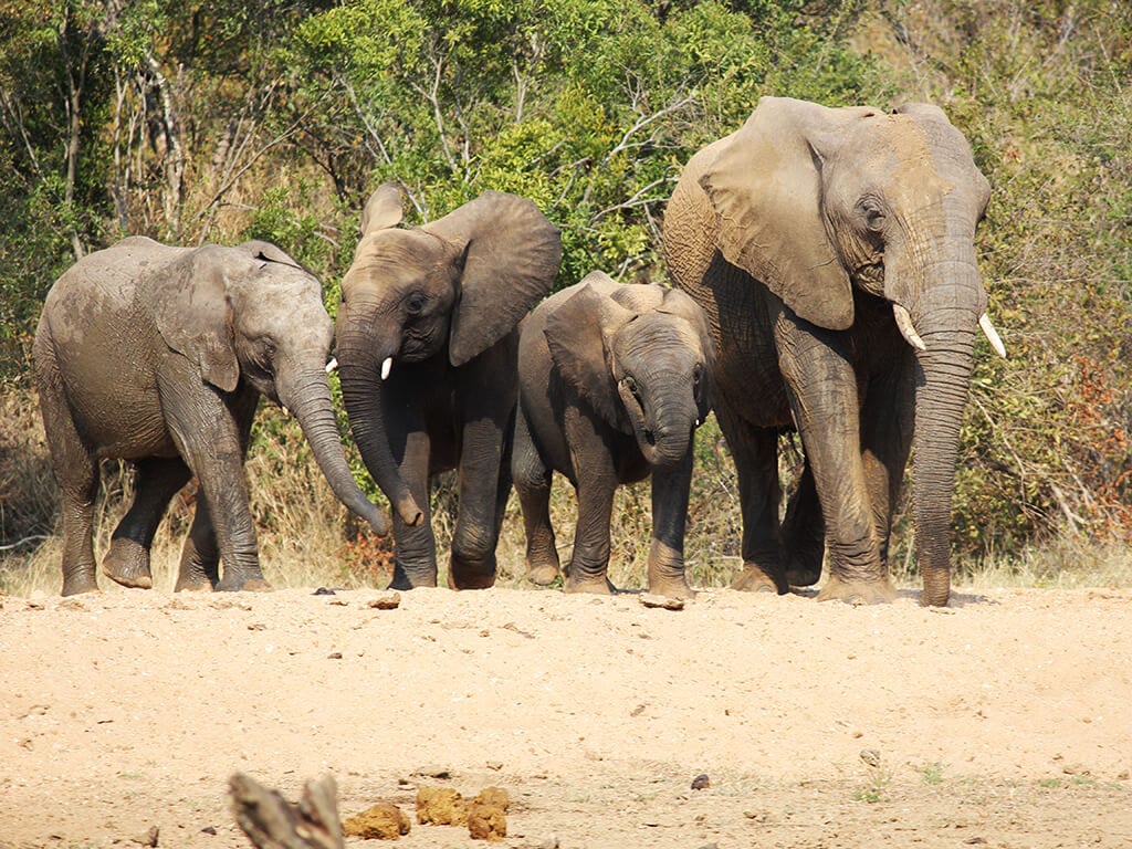 2019-jabulani-elephant-conservation-8