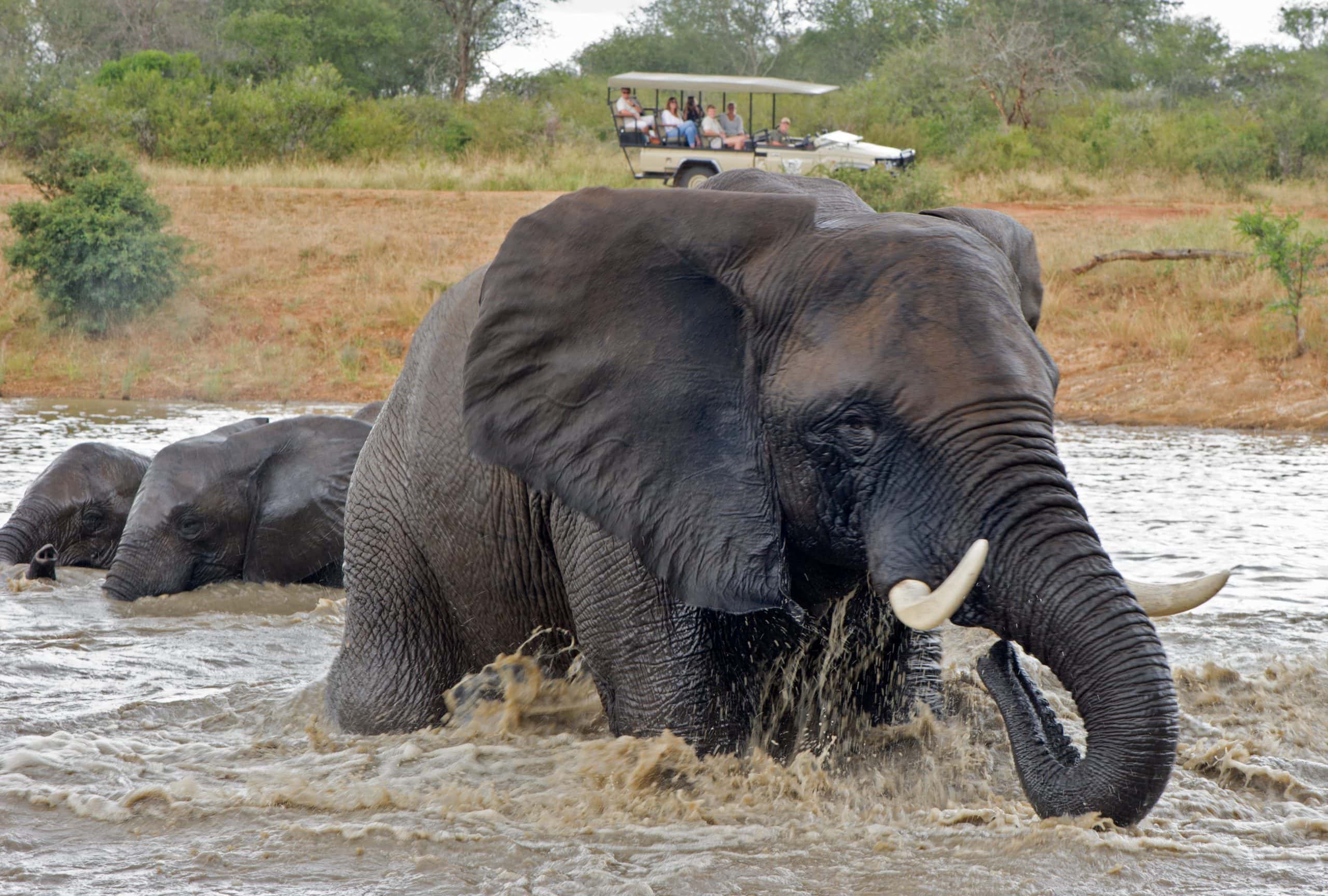 Jabulani Elephant Experience - Elephant Swim (5)