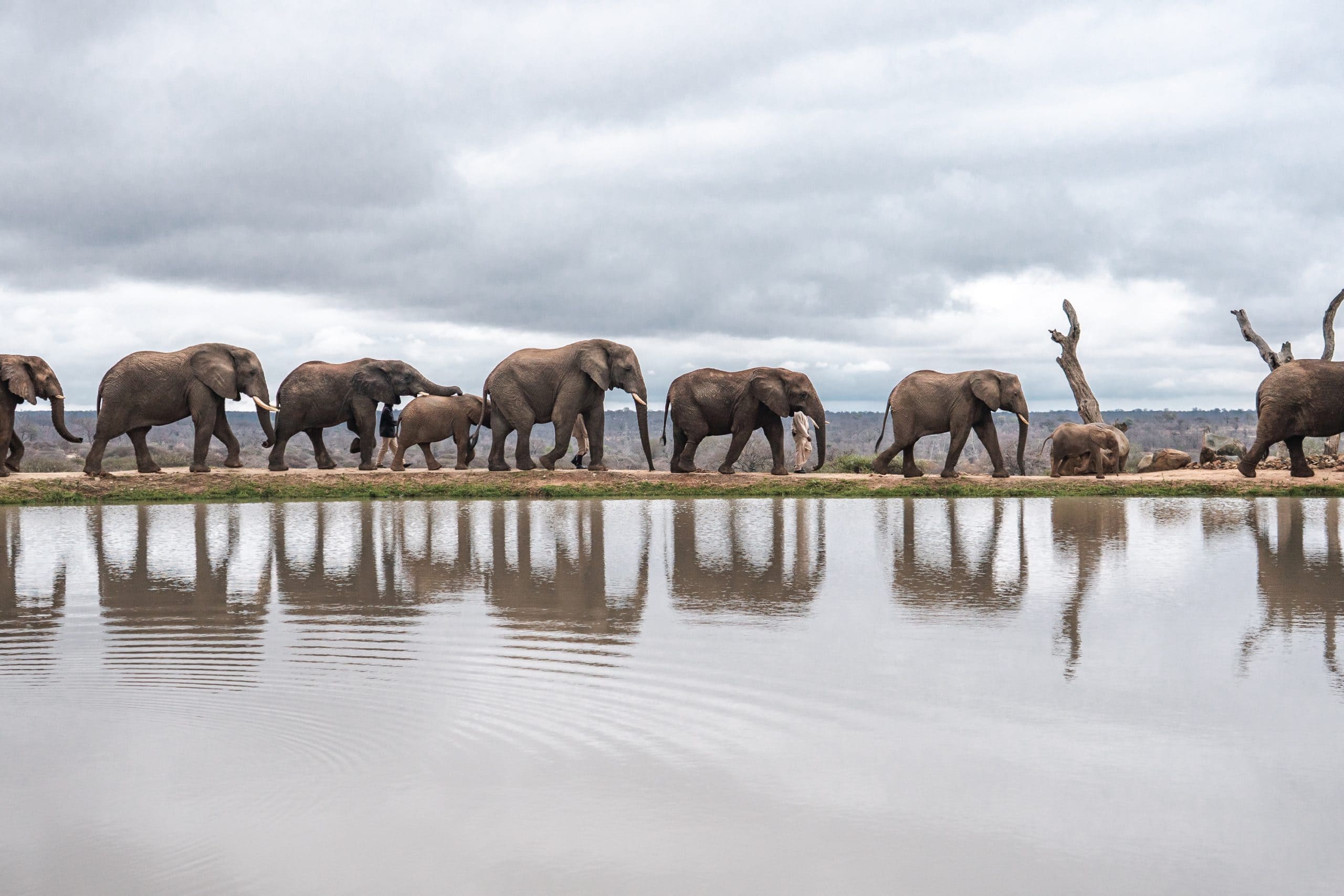 Jabulani Elephants around Dam October 2020 - Mike Eloff
