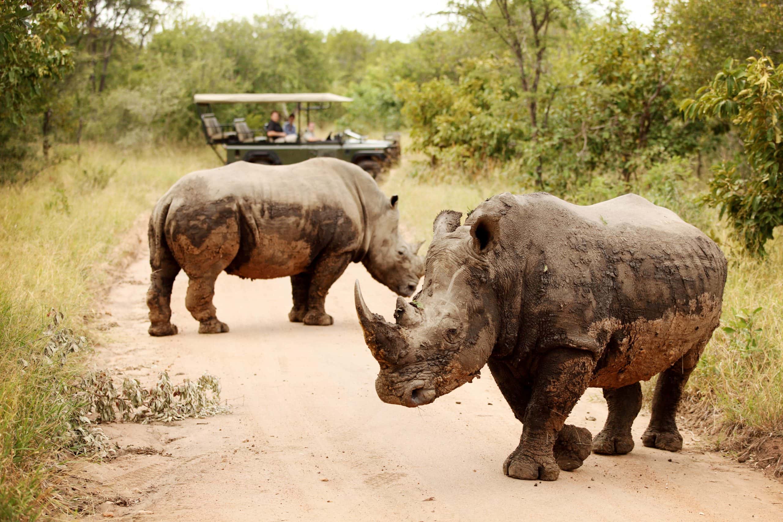 Jabulani Game Drive 7