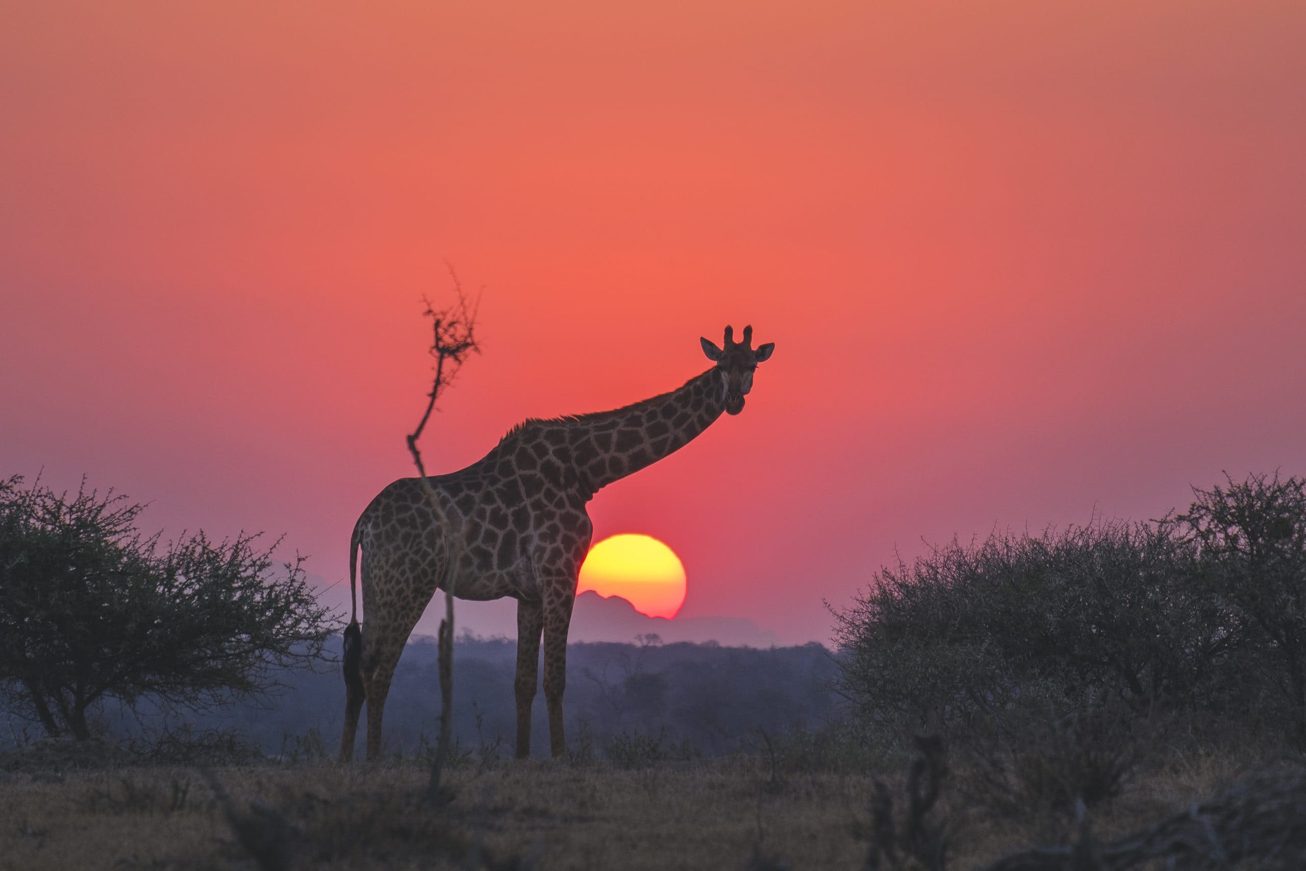 Jabulani Giraffe at sunset1