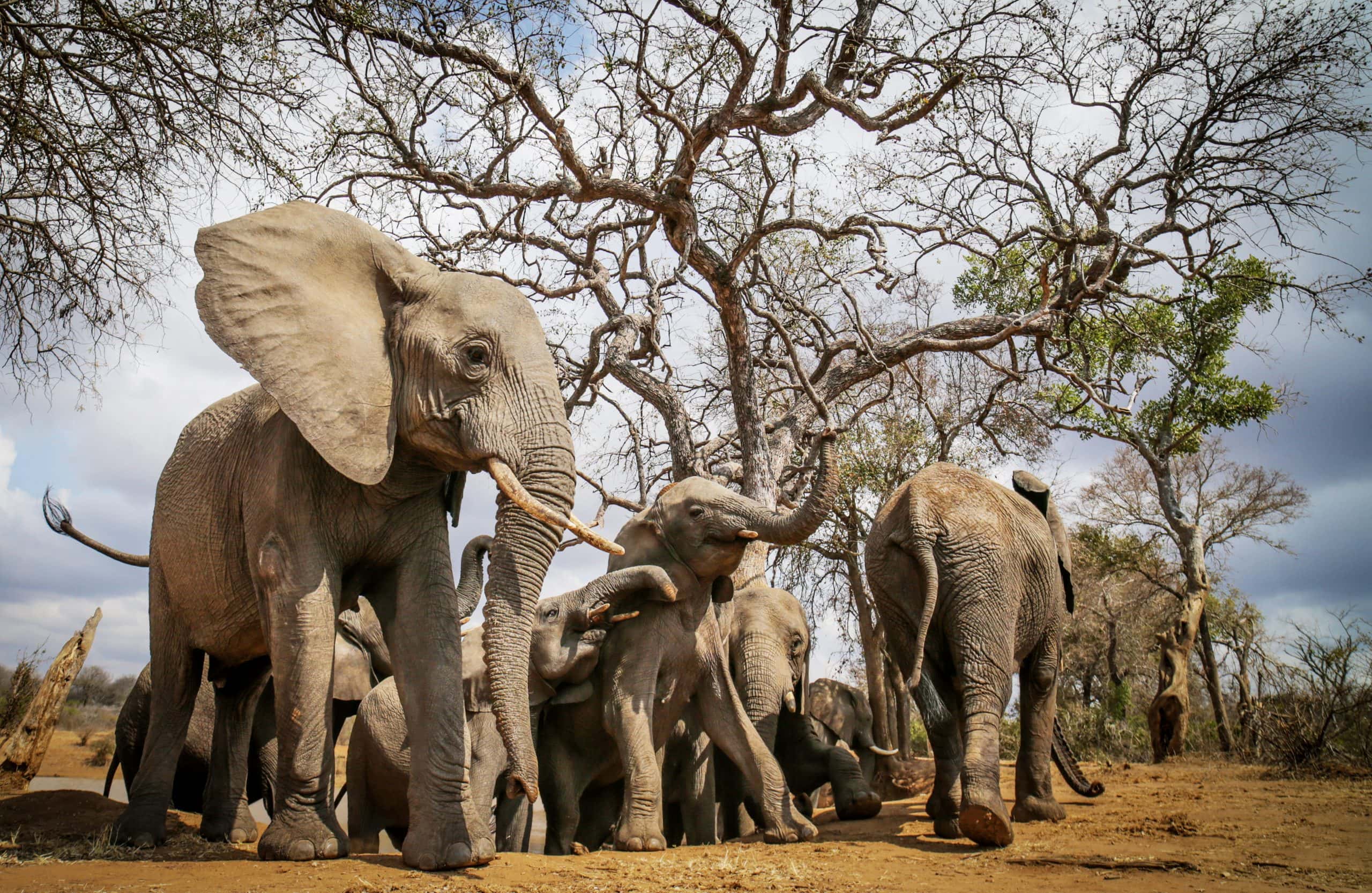 Jabulani - The Elephant Herd (11)