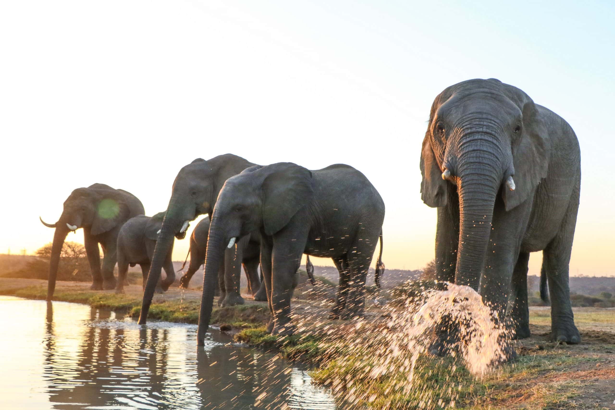 Jabulani - The Elephant Herd (4)