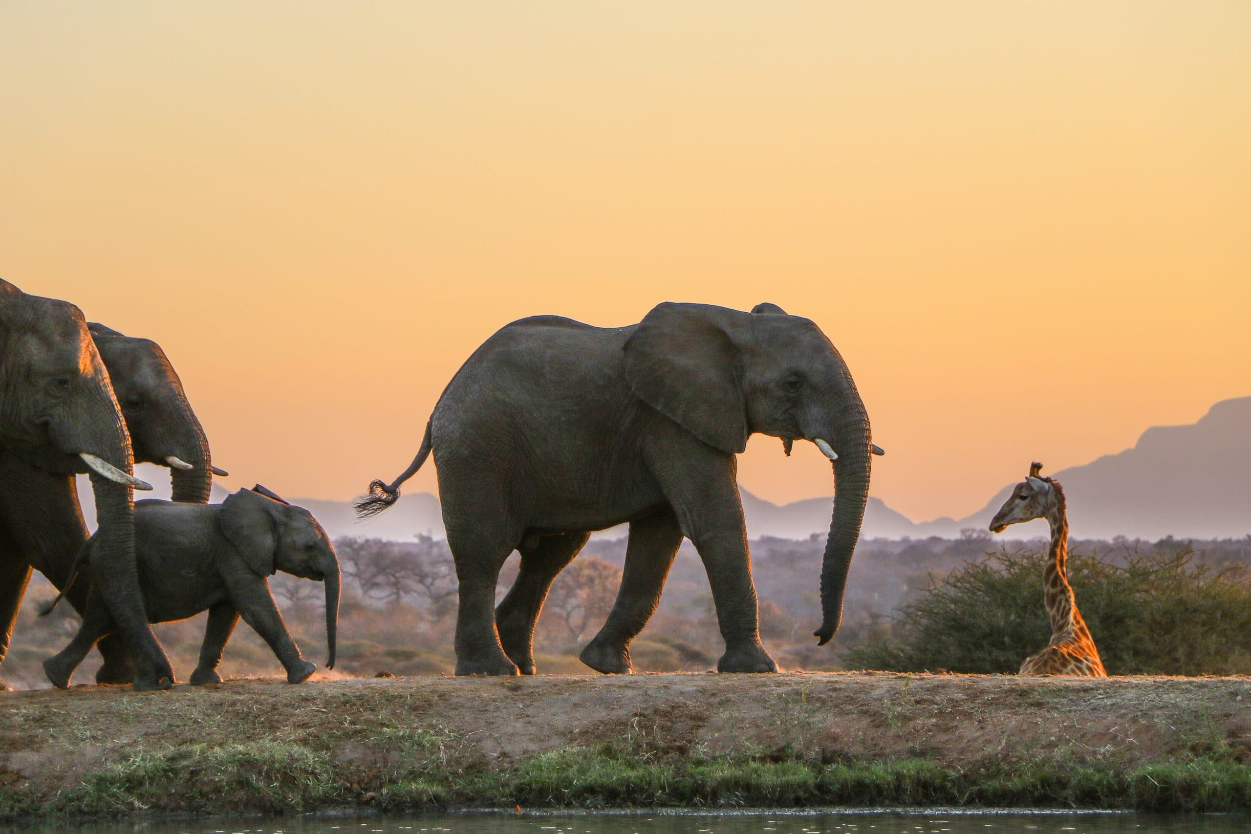 Jabulani - The Elephant Herd (5)