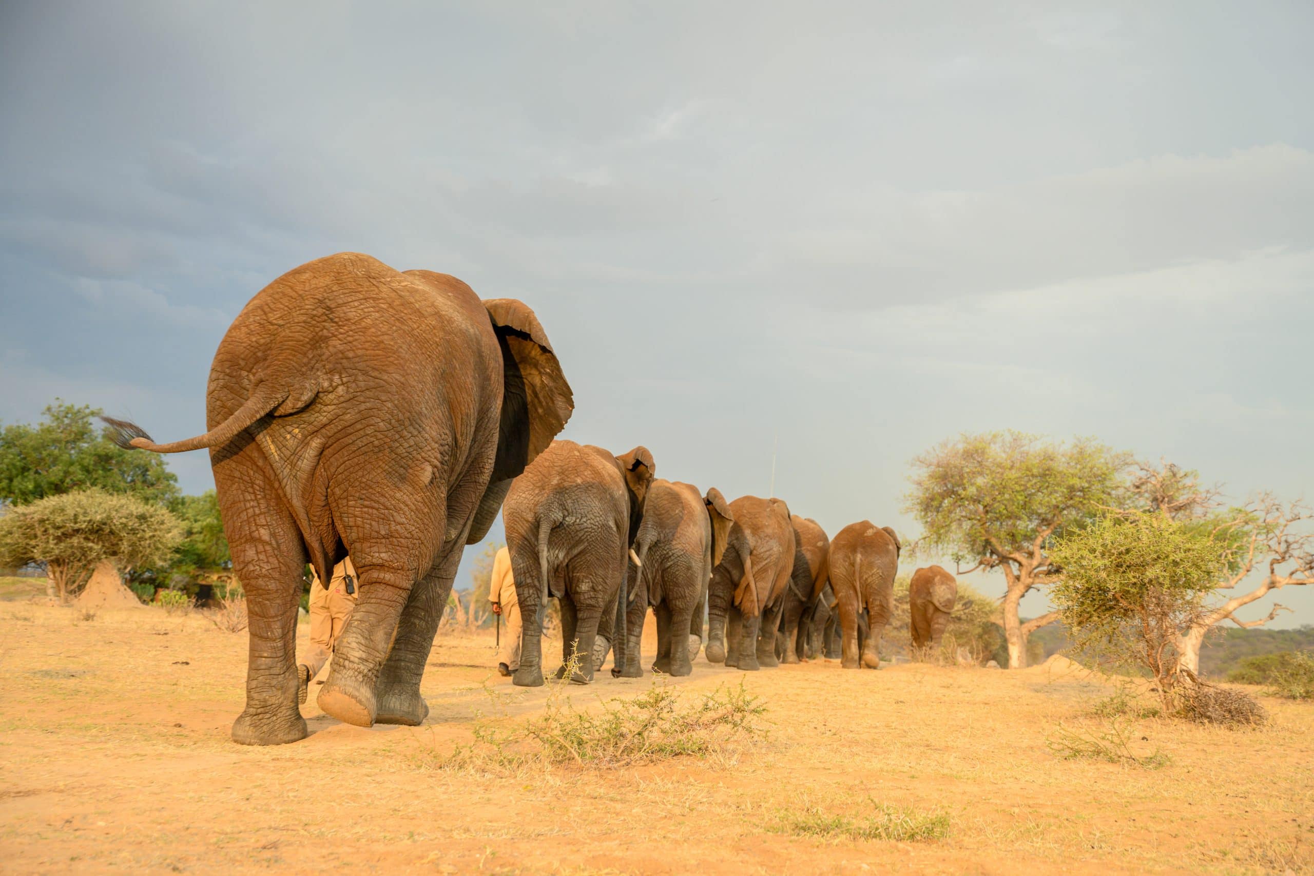 Jabulani - The Elephant Herd (7)