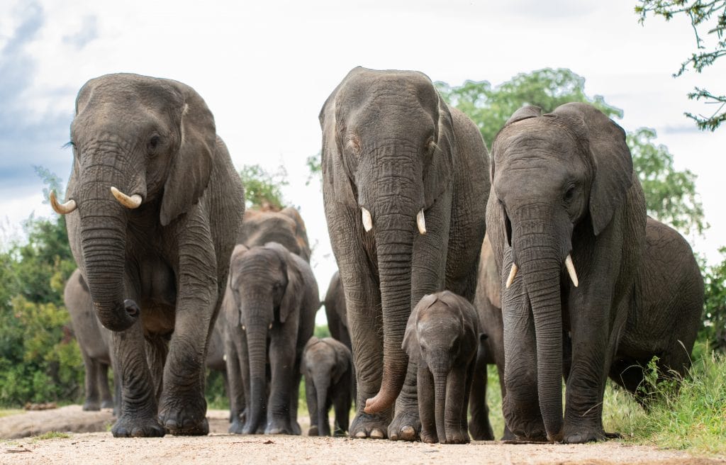 Foraging with a Wild Elephant Mother & Her Calves | Jabulani