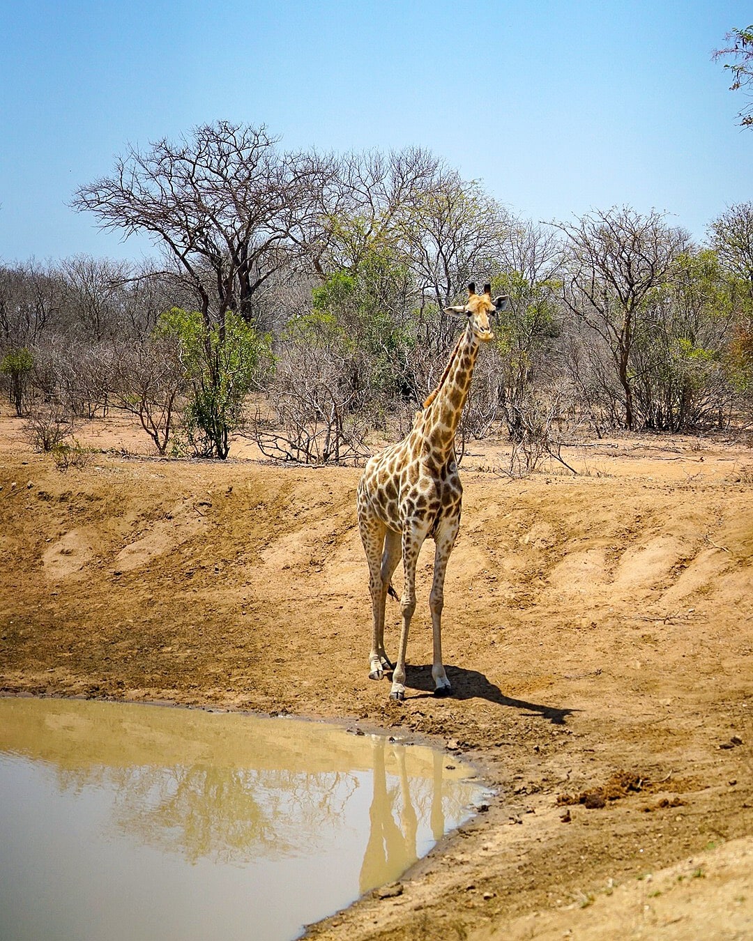 Jabulani-safari-Giraffe near dam