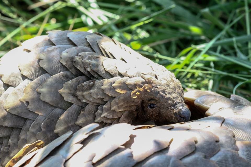 Jabulani -safari-pangolin