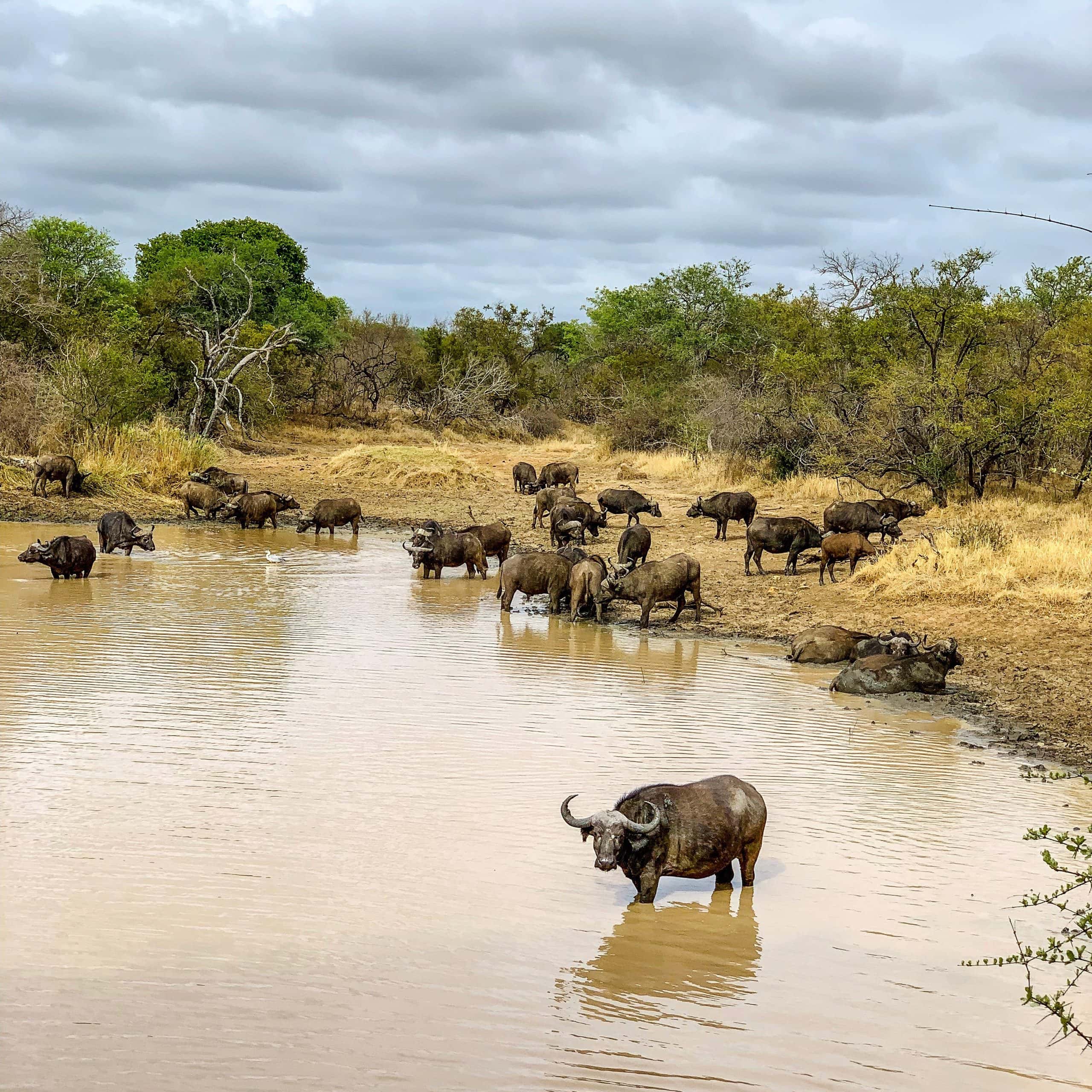 Jabulani-wildlife-Buffalos