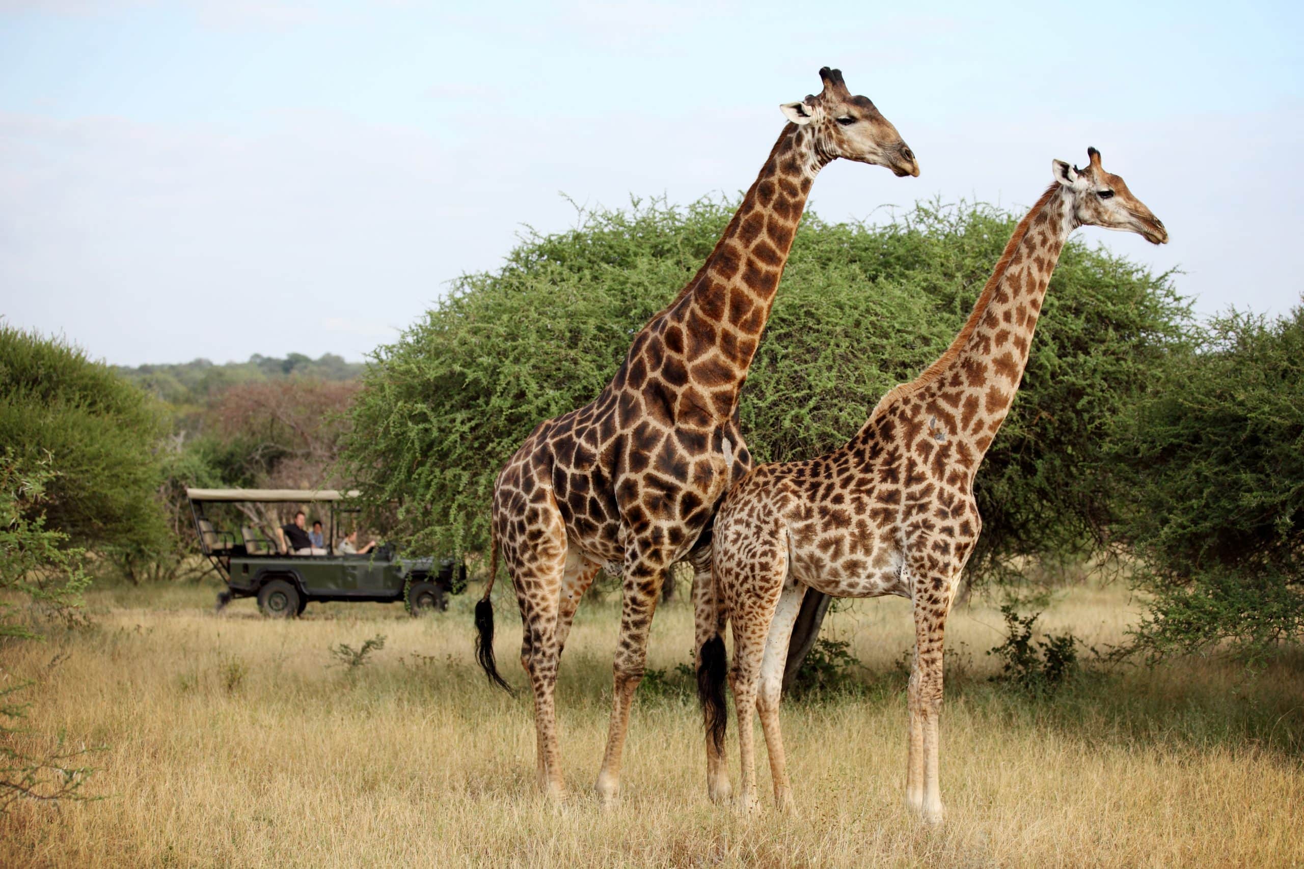 Jabulani-wildlife-Giraffes