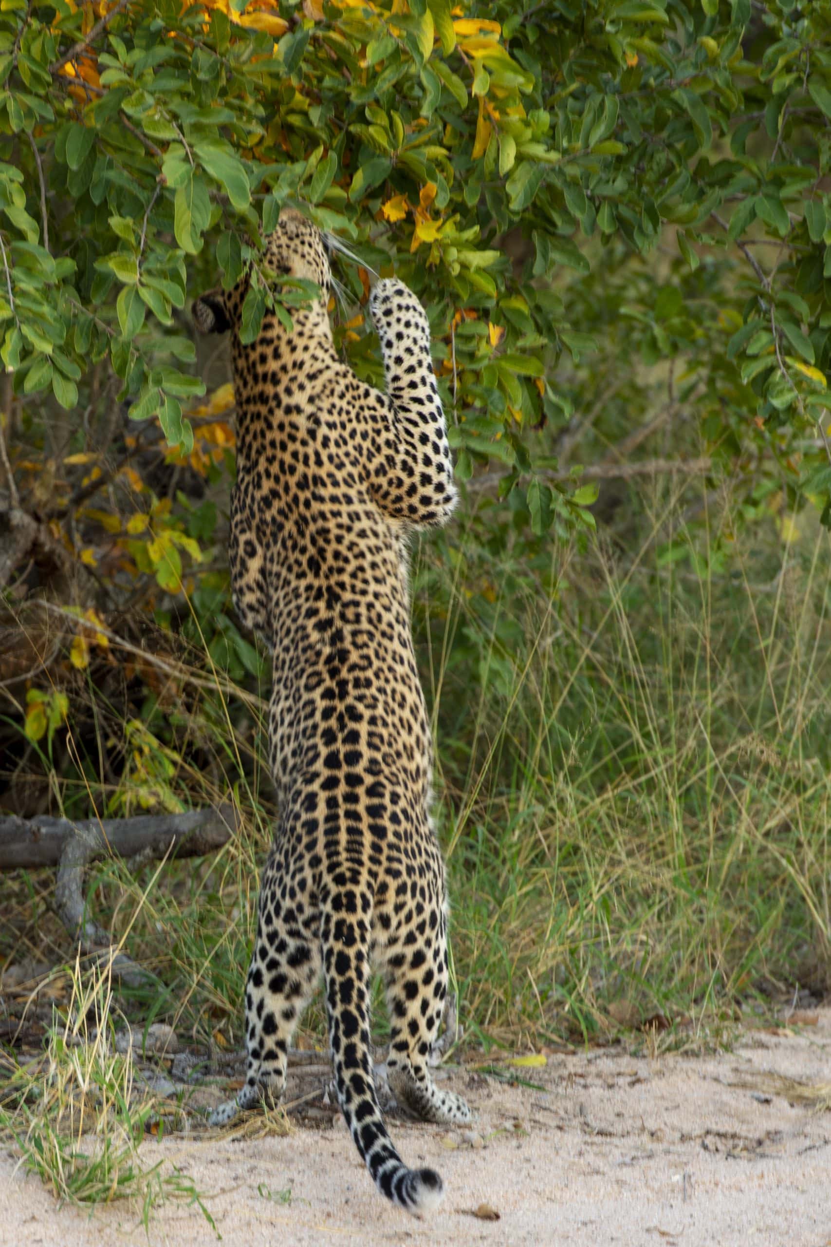 Jabulani-wildlife-Leopard-_007_LKH_9343