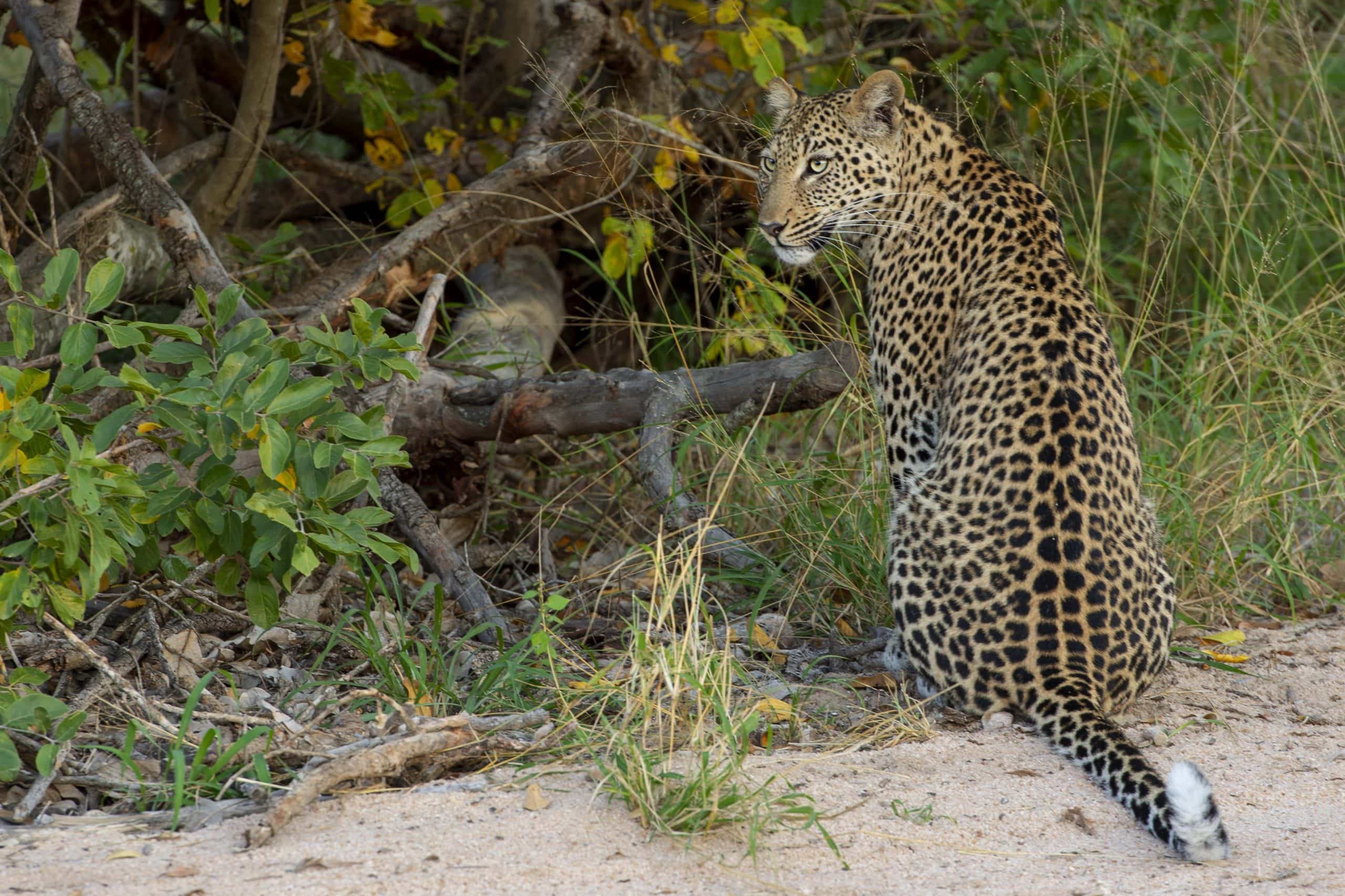 Jabulani-wildlife-Leopard-_010_LKH_9362