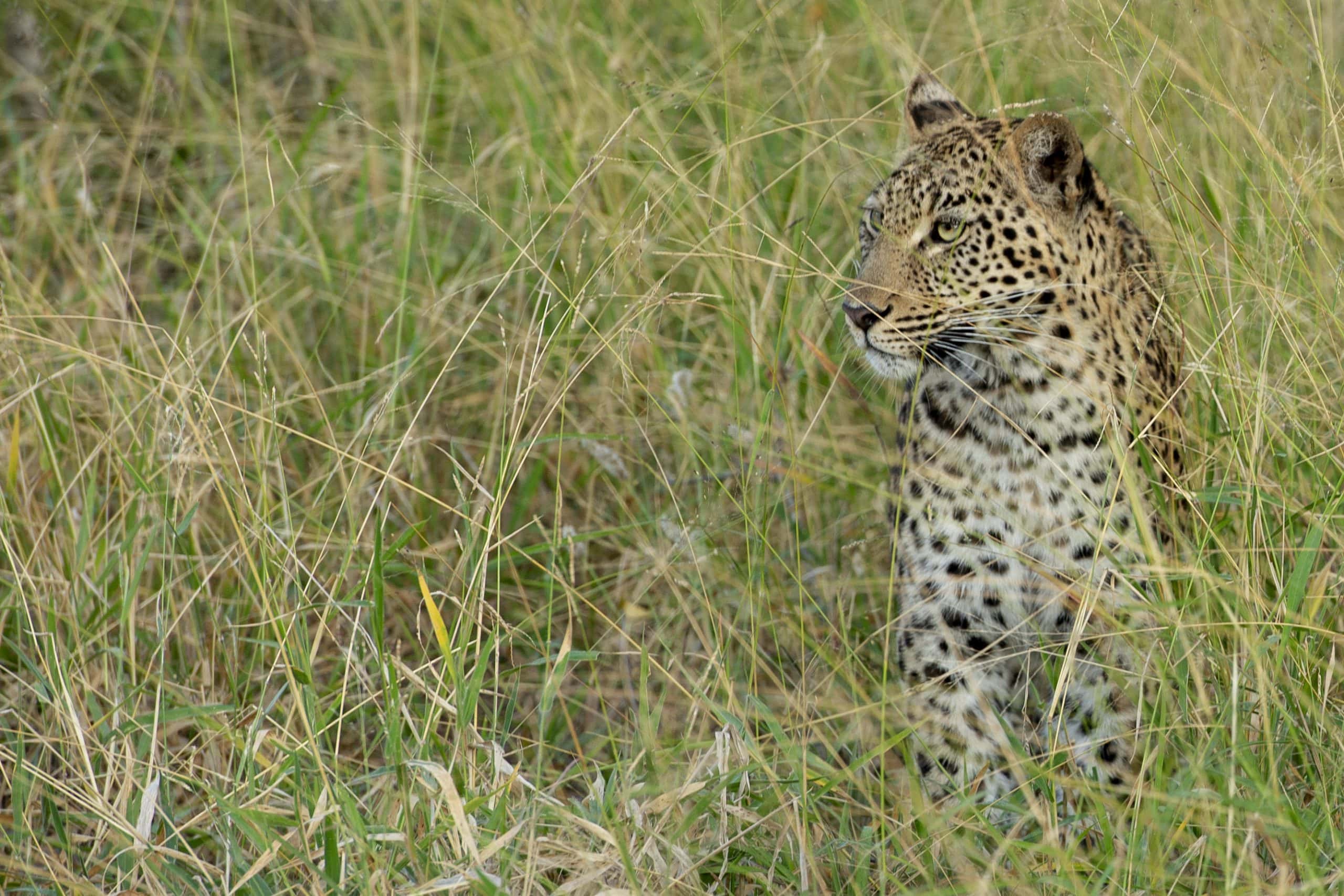 Jabulani-wildlife-Leopard-_018_LKH_9304