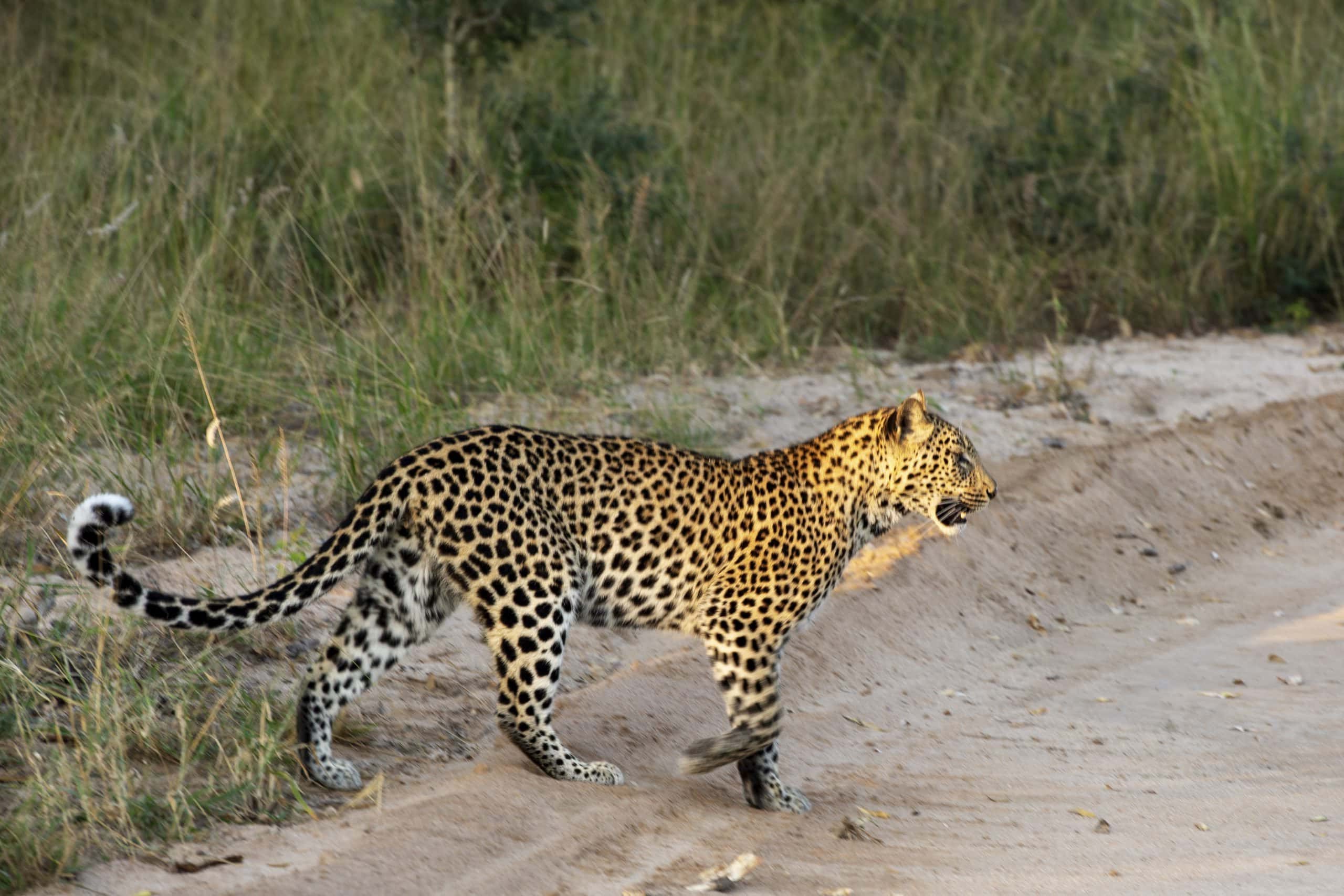Jabulani-wildlife-Leopard-_020_LKH_9374