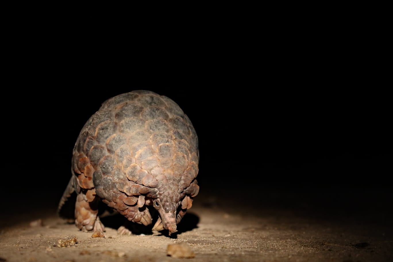 Jabulani-wildlife- Pangolin - Ranger Ruan Roos