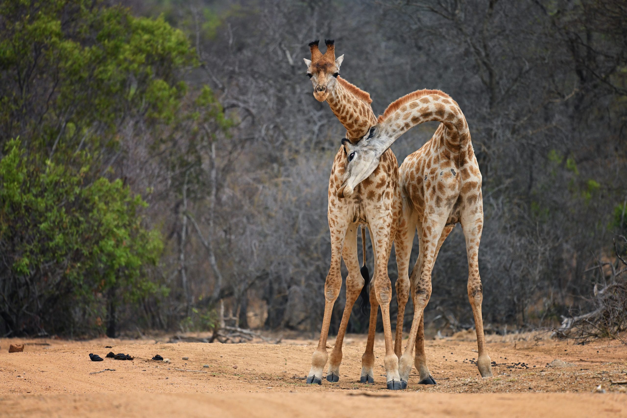 Jabulani-wildlife- Two Giraffes - Jabulani