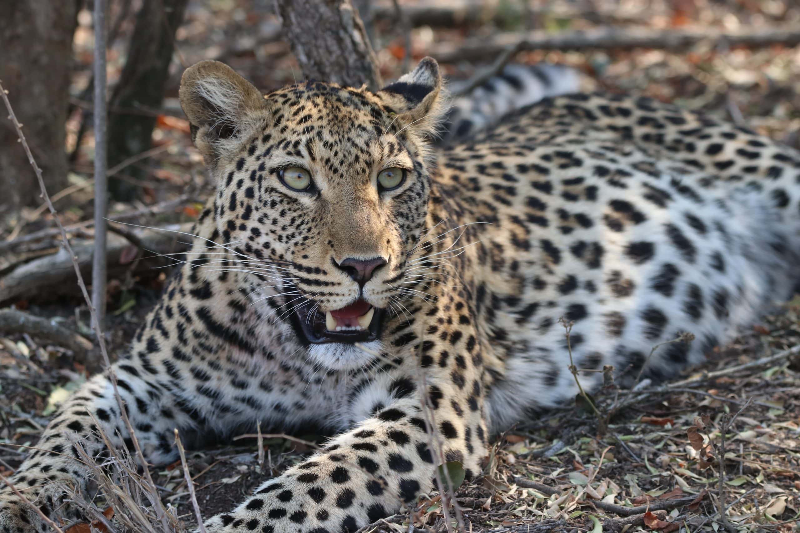Jabulani-wildlife-female leopard relaxing