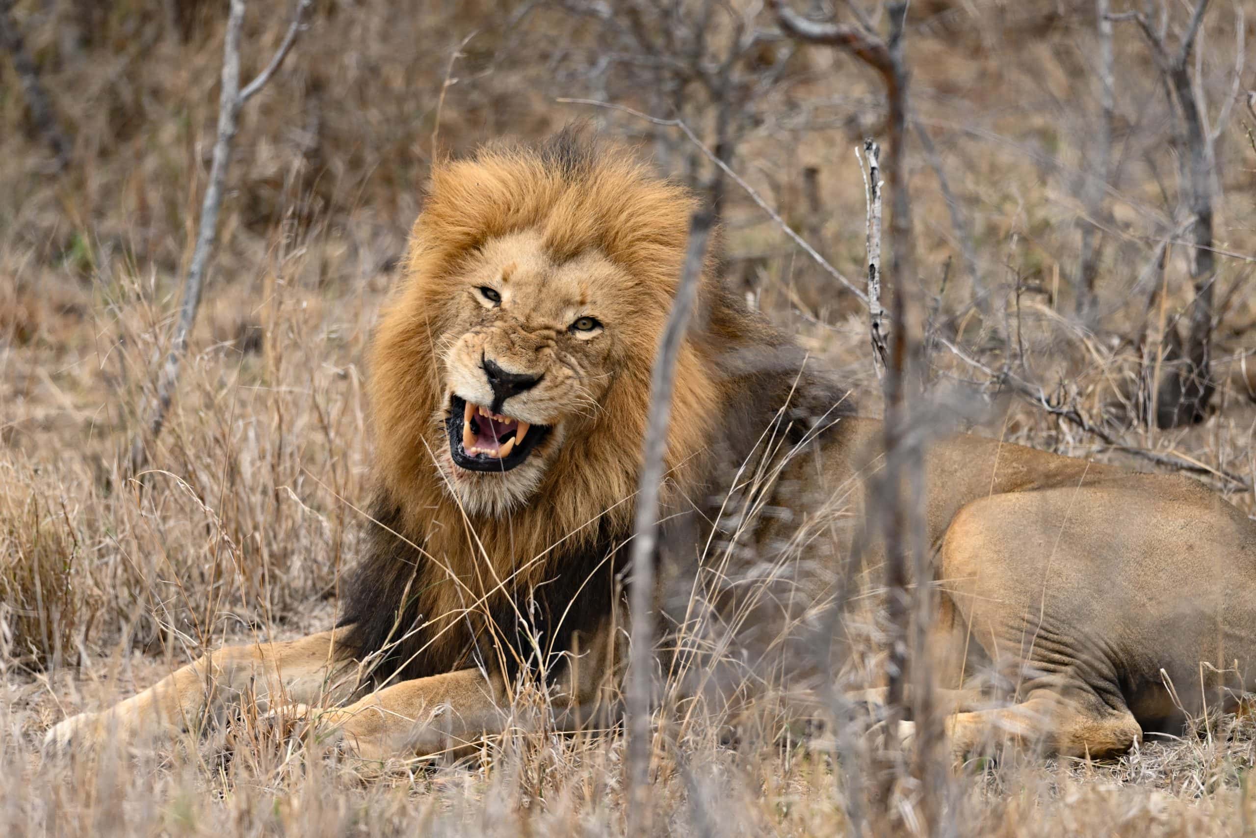 Jabulani-wildlife-male-lion