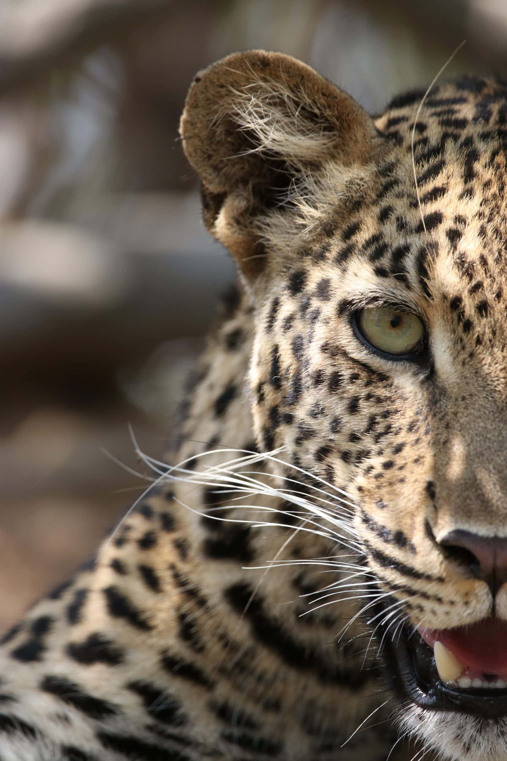 Jabulani-wildlife-stare of a leopardess