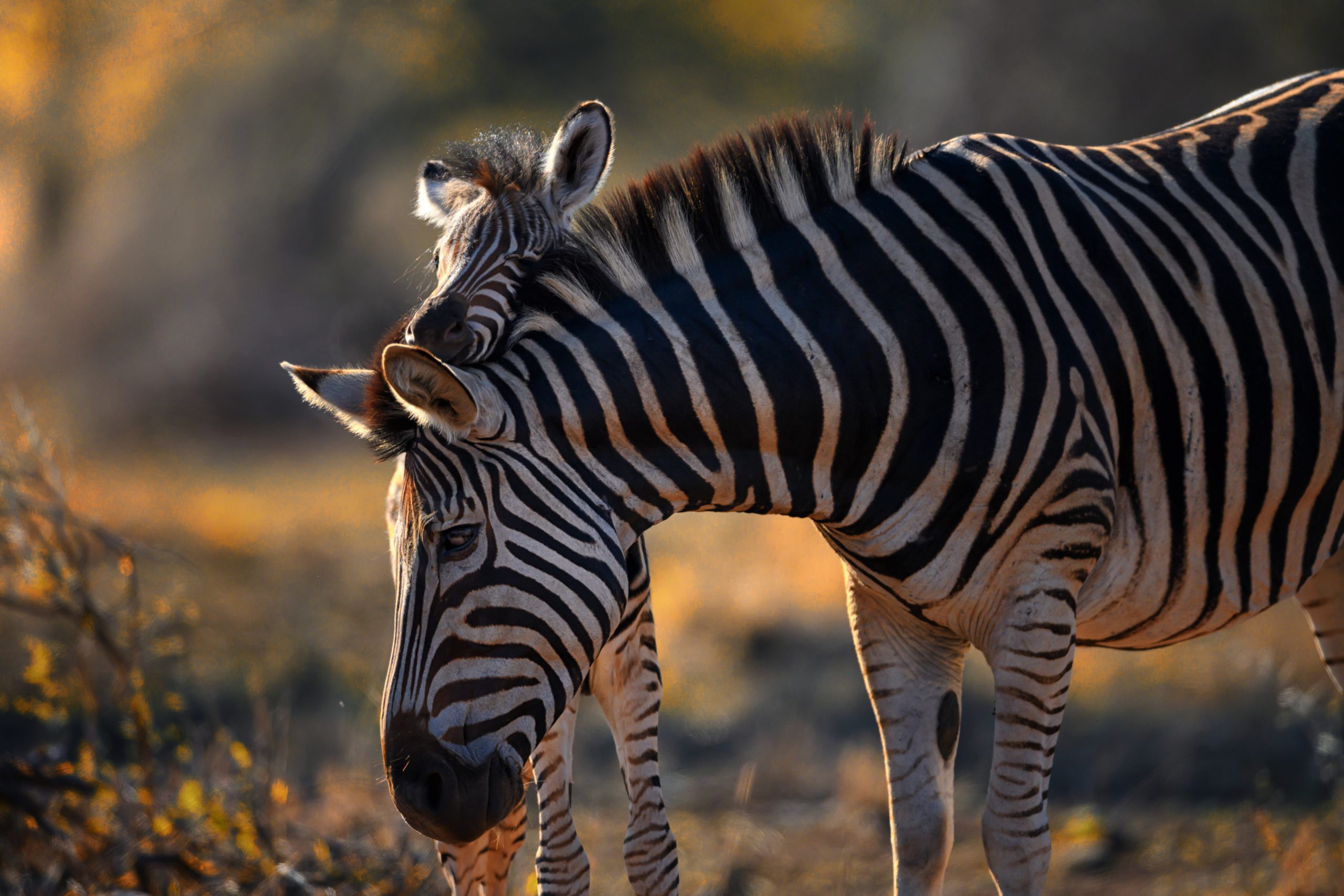 Jabulani-zebra-wildlife