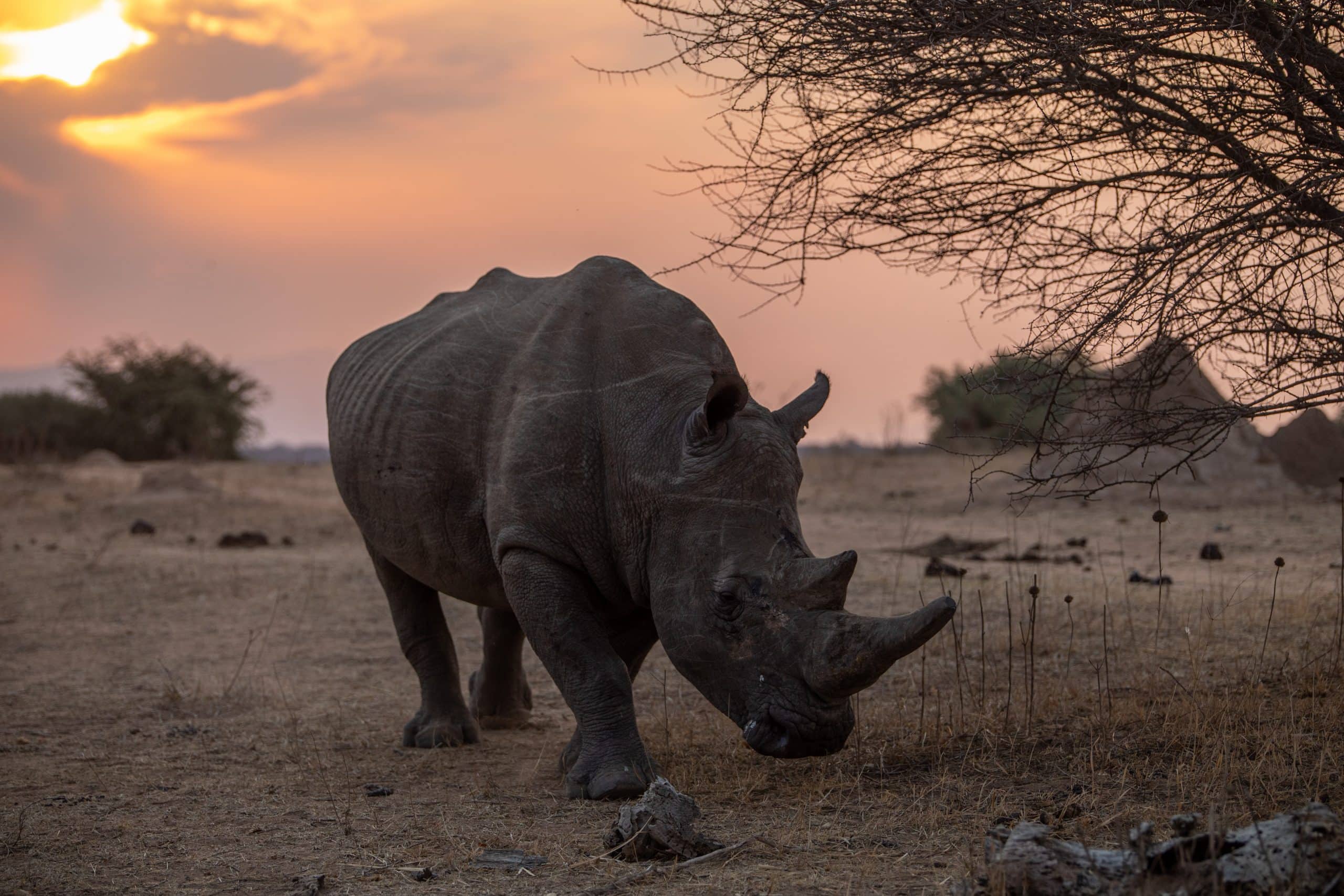 Rhino Africa Wildlife Photos (166)