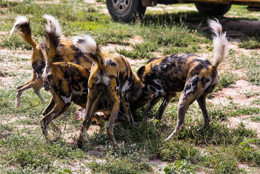 african wild dogs eating