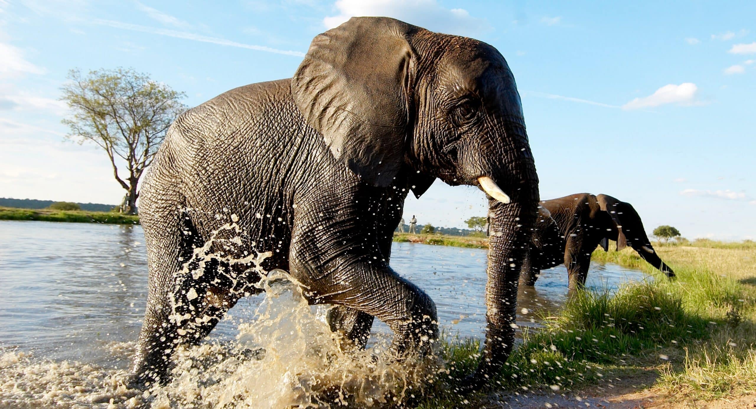 Our Favourite Moments with Big Bull Elephant Jabulani 🐘 26 Years