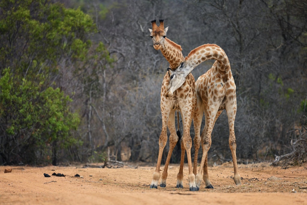 rsz_1jabulani-wildlife-_two_giraffes_-_jabulani-1024x683