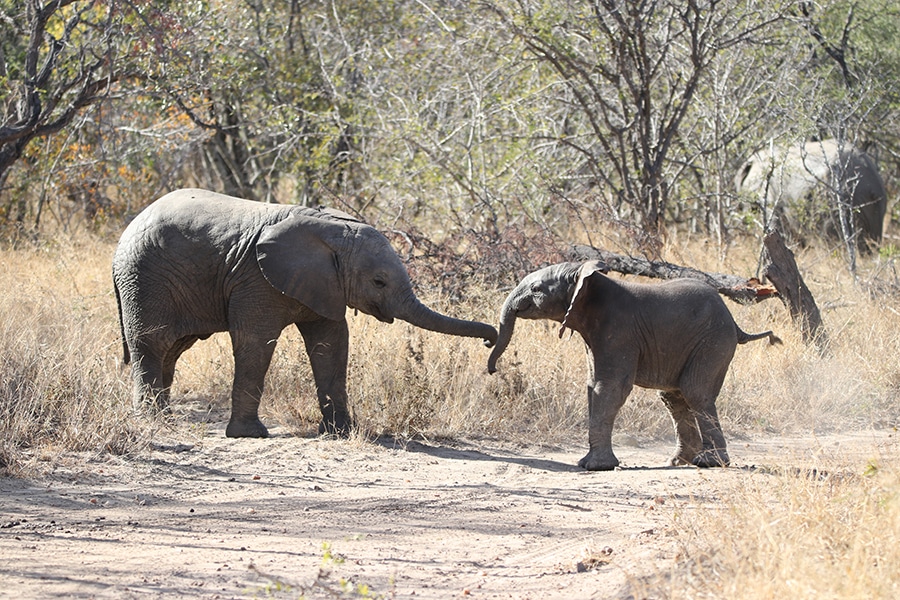 New Life as a Newborn Elephant Calf Walks with its Herd | Happy New Year!