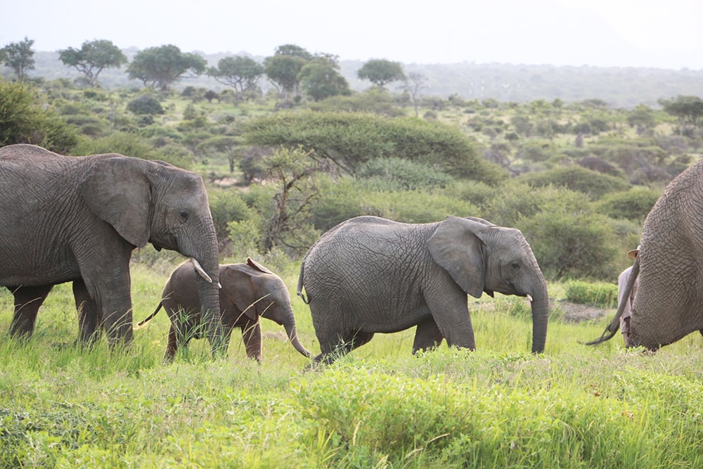 A Babymoon Safari at Jabulani