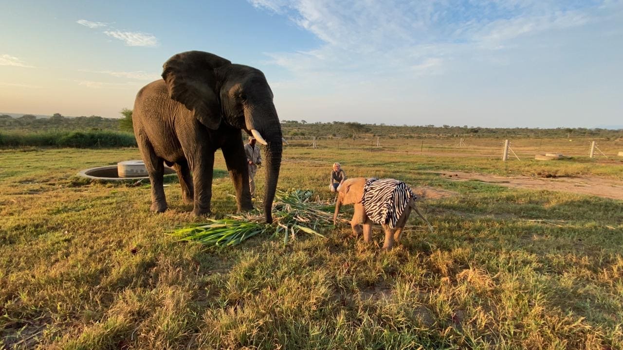 Jabulani the Elephant Bull Turns 25 | From Orphan to Herd Member