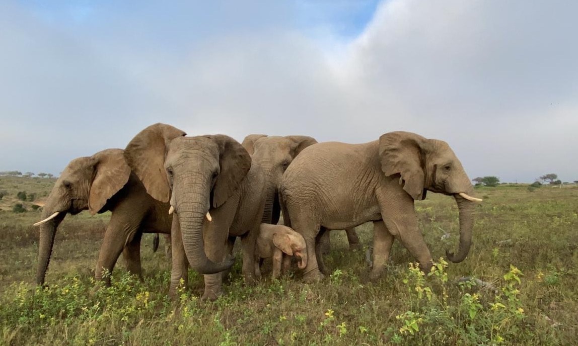 What Are The Jabulani Elephants Up To?