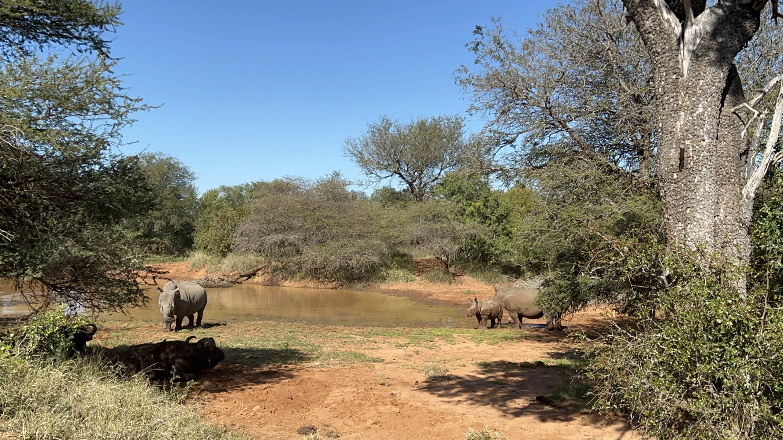 The Peace Between Two Big 5 Animals — Rhino & Buffalo