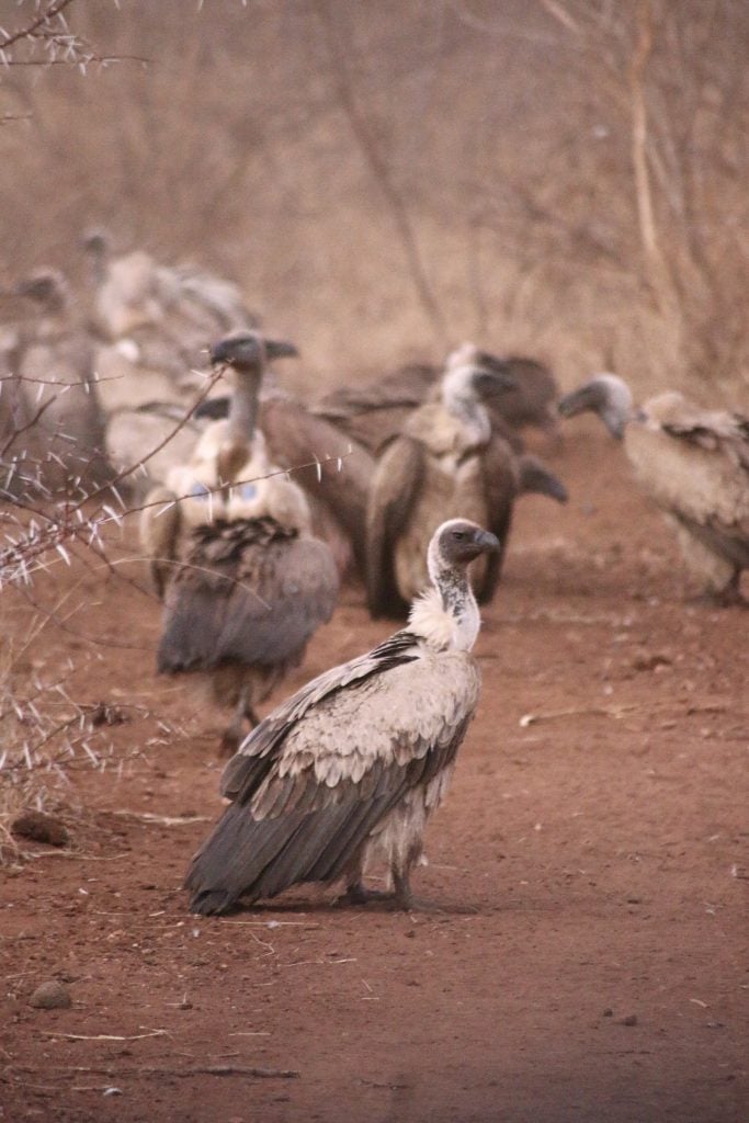 The surprising value and sorry fate of Zimbabwe's last vultures