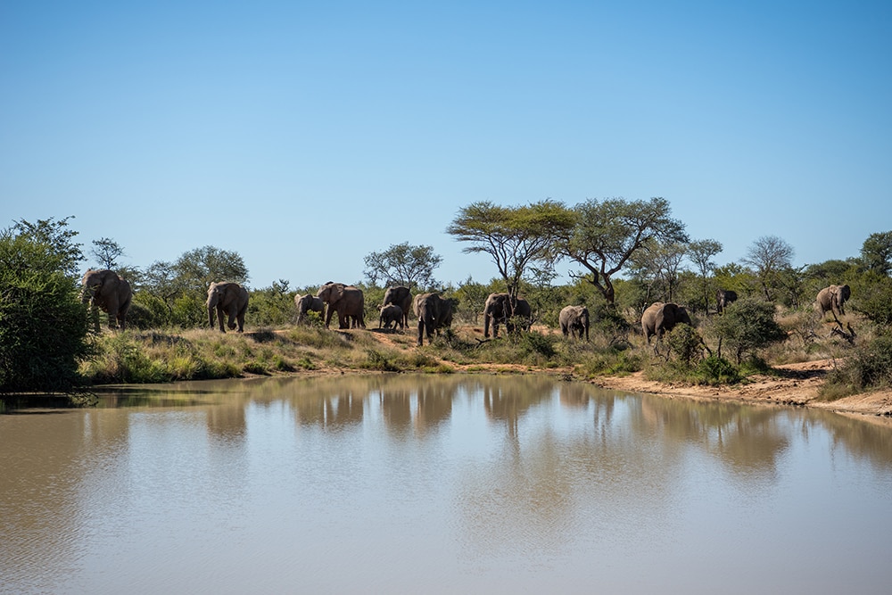 Swimming Baby Elephants, Itchy Rhinos & Sparring Hippos!