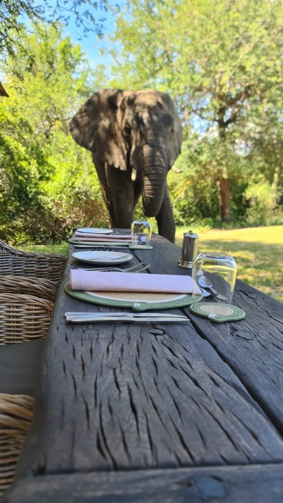 unexpected wild elephant bull visitor!