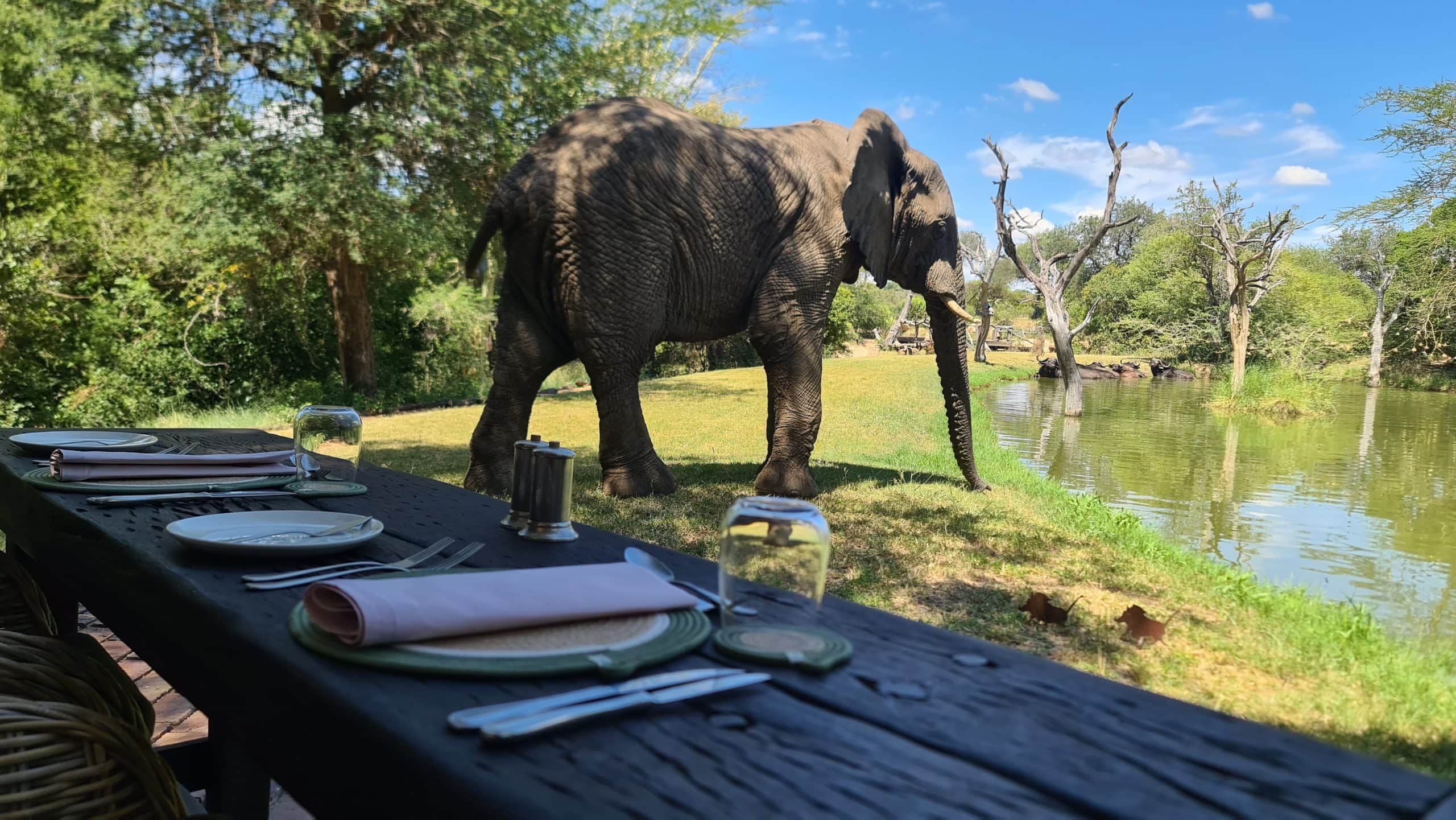 An Unexpected Wild Elephant Bull Visitor!