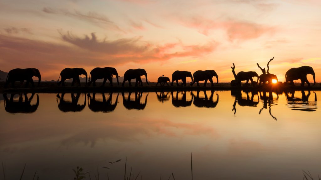 Sitting beside elephants