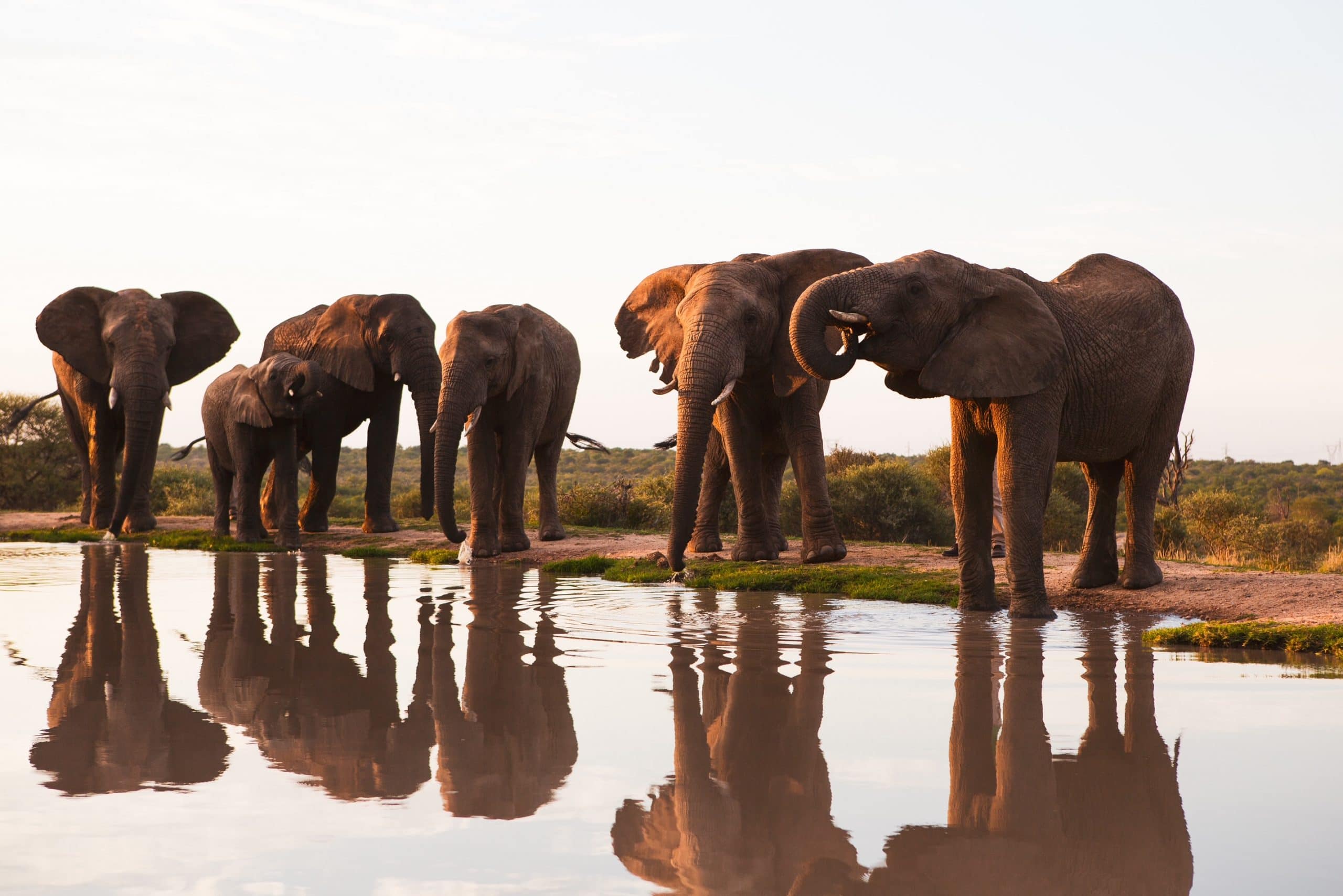 Caring for Giants | A Tale of the Jabulani Elephants