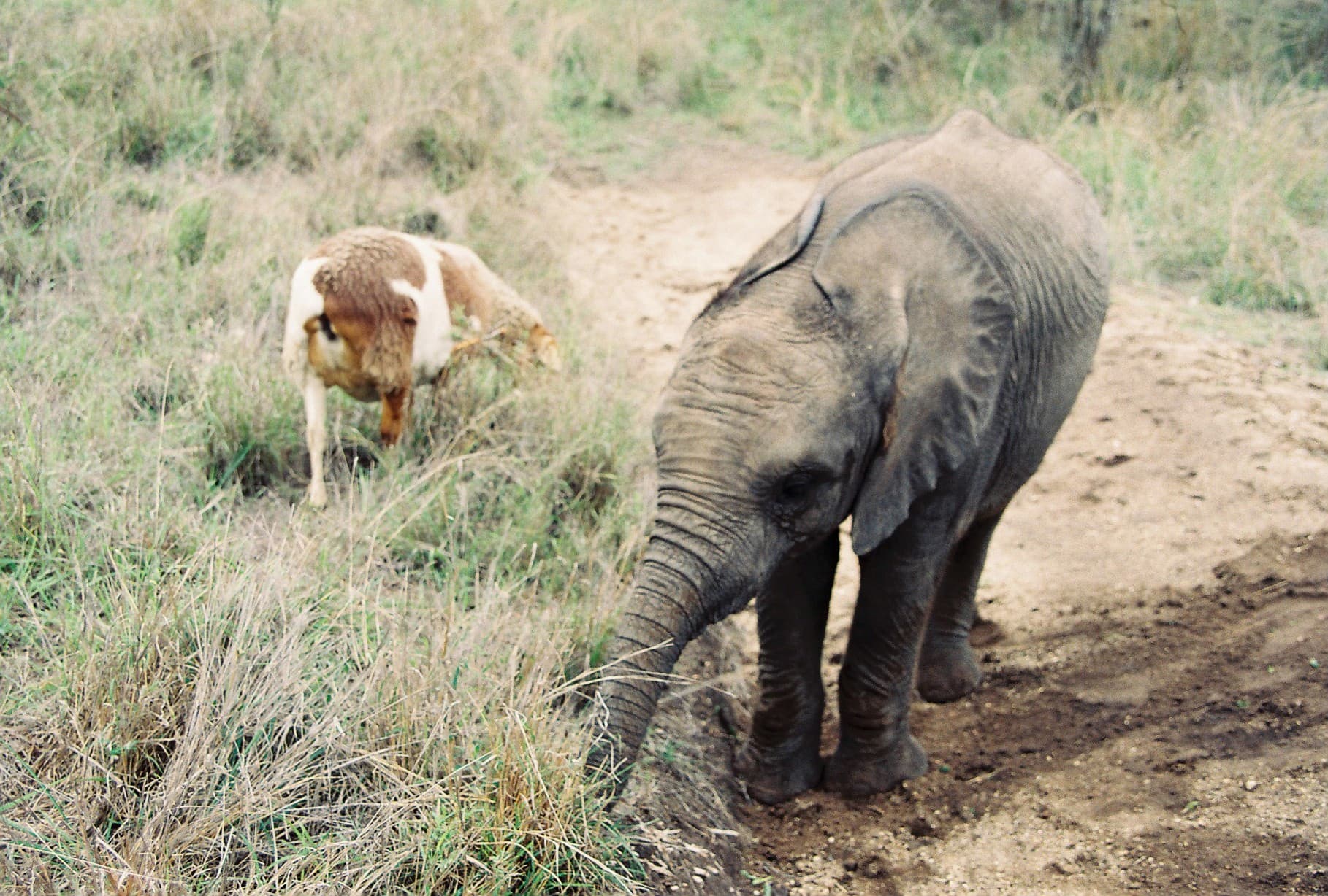 A Journey of Resilience and Compassion | Celebrating Elephant Bull Jabulani’s 27th Birthday