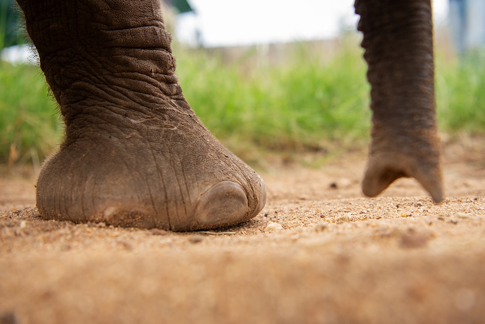 Elephant Footprints | 20 Jabulani Commitments
